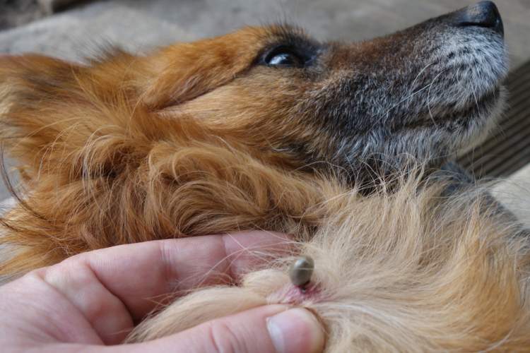 what do dog flea bites look like on humans