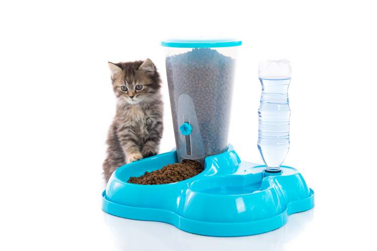 microchip cat feeder petsmartg